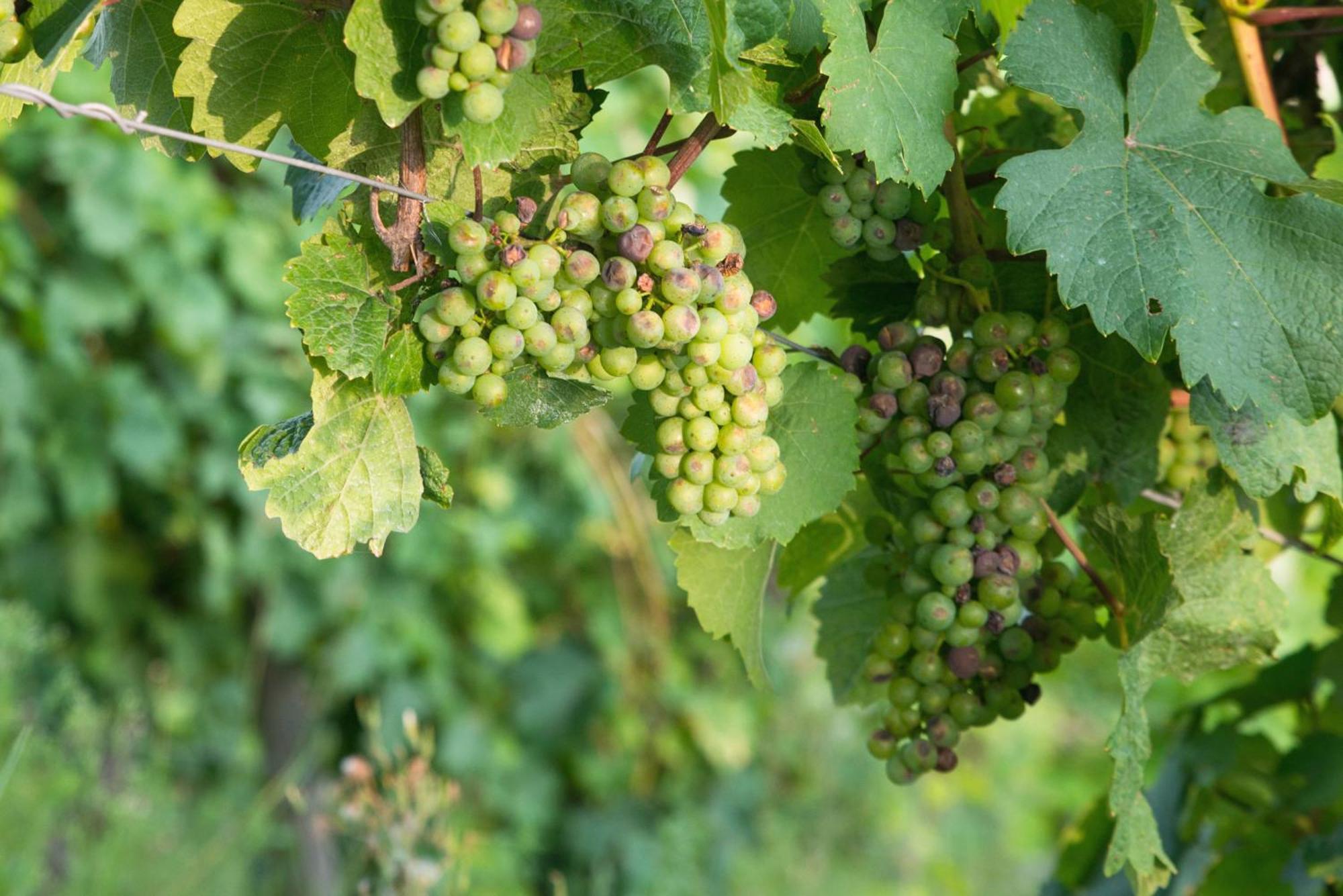 Weingut / Gaestehaus Gerlach Ирциг Экстерьер фото